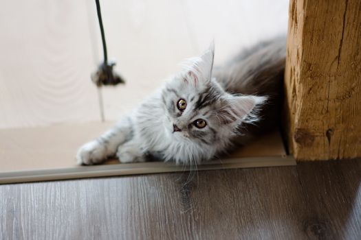 Maine coon zoekt nieuwe thuis: waarom deze katten vaker herplaatst worden