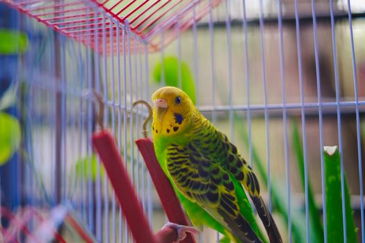 Papegaai zoekt nieuwe thuis: daarom is adoptie veel ingewikkelder dan het lijkt